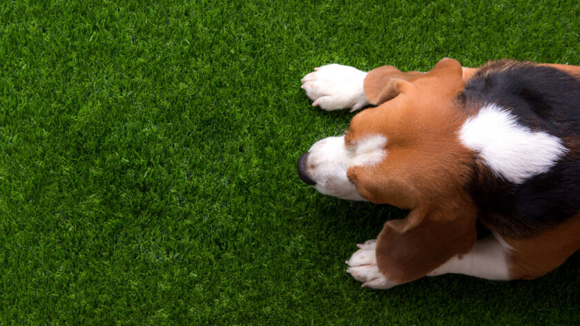 pet friendly artificial grass