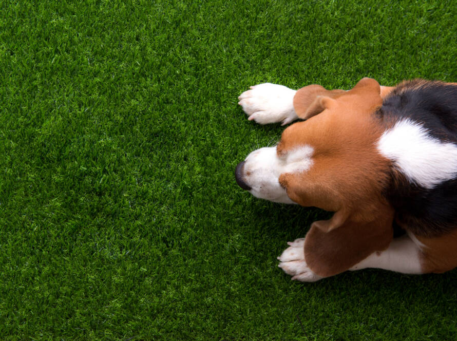 pet friendly artificial grass